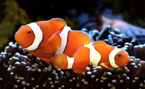 Ikan Nemo Jenis Percula